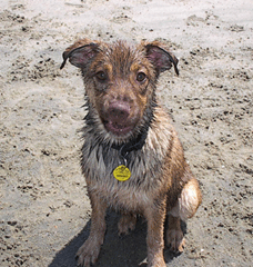 10wet_pup