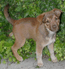 10realpup.gif