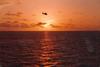 5929copter_sunset.jpg