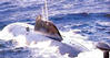 2akula_2_large.jpg 2akula_2_large.jpg
